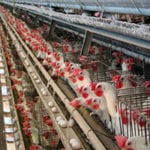 Free CLE Webinar: “Essential Tools for Cases Against Industrial Animal Agriculture”