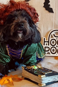 Dressing Our Pets for a Good Cause Dressing Our Pets for a Good Cause