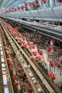 Free CLE Webinar: “Essential Tools for Cases Against Industrial Animal Agriculture”