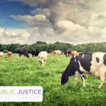Public Justice Cleans Up Dairy Farm Pollution