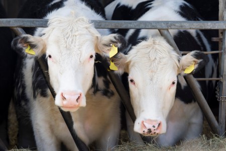 Public Justice Helps Strike Down Iowa's Second Ag-gag Law